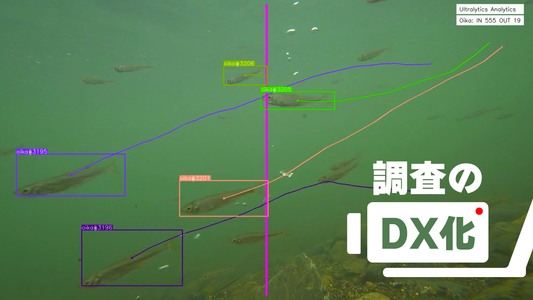スタッフが挑む!AIで魚類の調査を革新してみたい最新プロジェクト