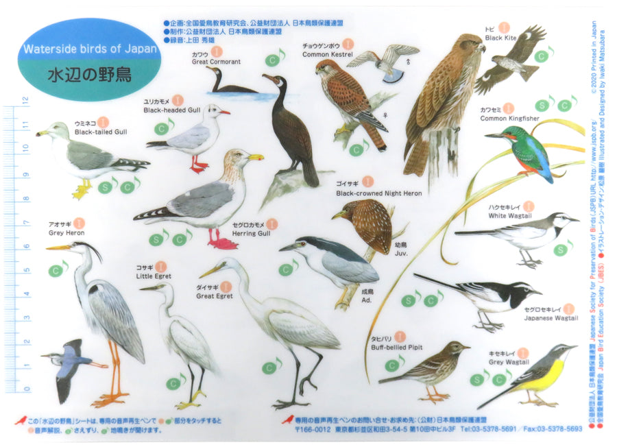 音声で学べる!鳴き声・生態がわかる観察ツール 野鳥シート(音声ペン対応)【日本鳥類保護連盟】