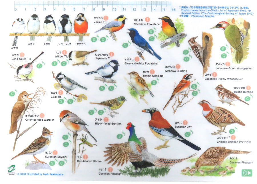 音声で学べる!鳴き声・生態がわかる観察ツール 野鳥シート(音声ペン対応)【日本鳥類保護連盟】