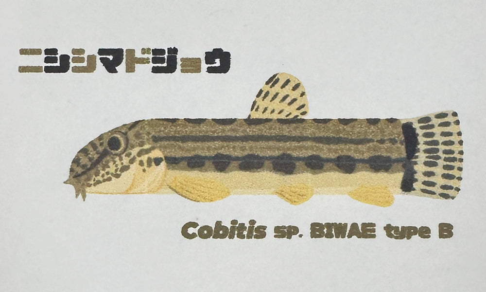 おさかなミニチュアスケール キーホルダー ニシシマドジョウ【川鮫工房】