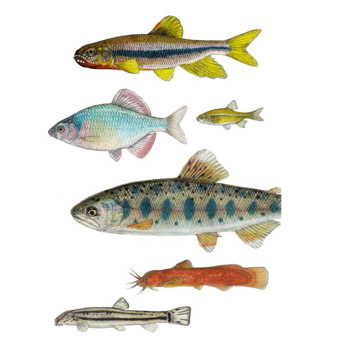 未来に残したい日本の川魚 第一章【sakanasuki】