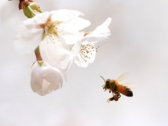 京都彼岸山天然はちみつ スティックハニーセット(さくら・そよご) 贈答品にも【Honey Woods】