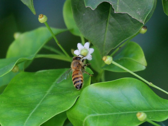 京都彼岸山天然はちみつ スティックハニーセット(さくら・そよご) 贈答品にも【Honey Woods】