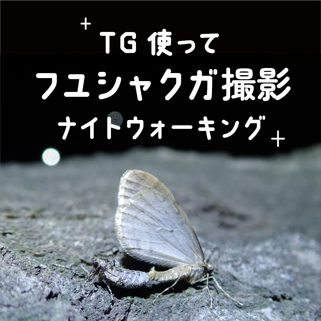 TGを使ってフユシャクガ撮影ナイトウォーキング - 24/12/21(土)の回