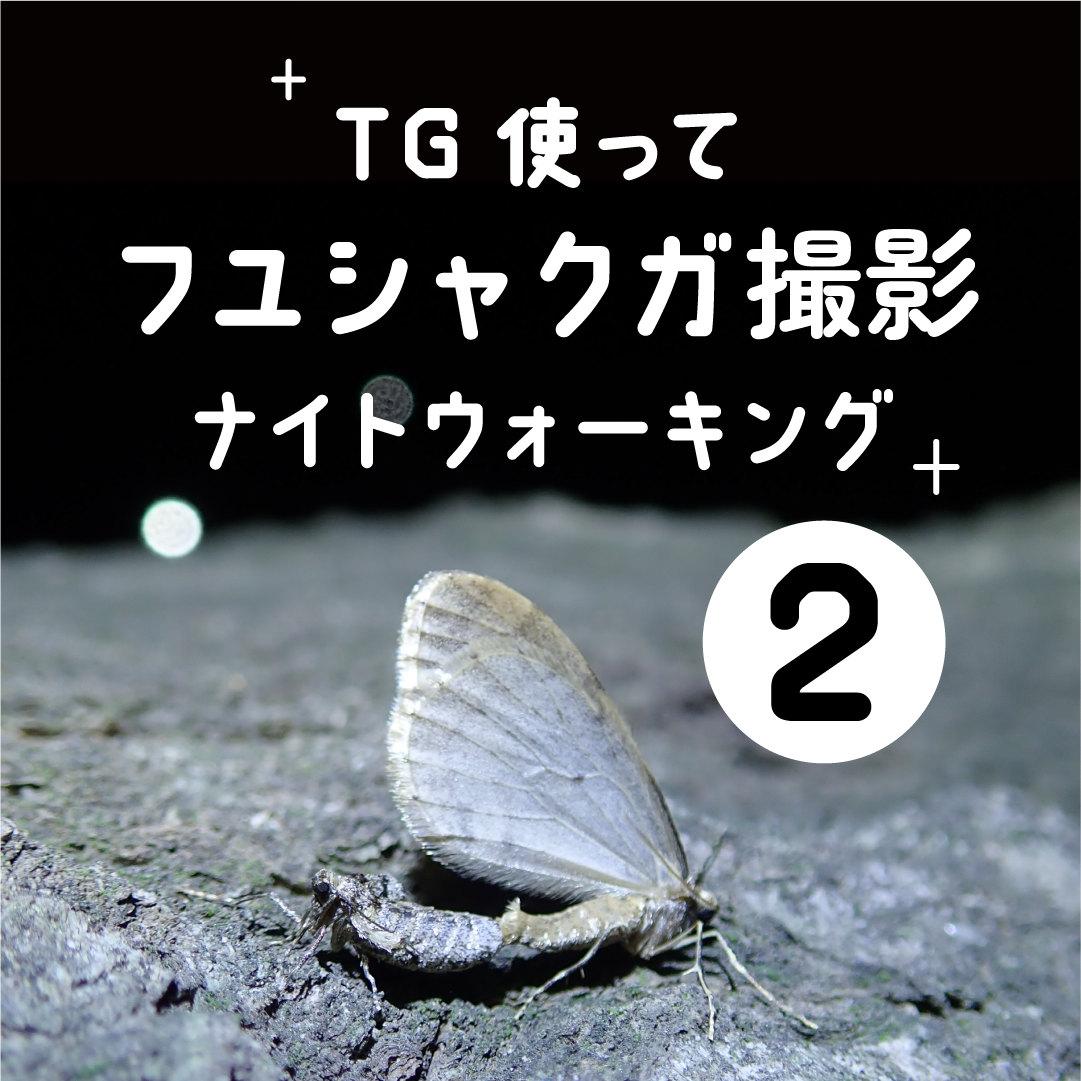 TGを使ってフユシャクガ撮影ナイトウォーキング - 26/01/17(土)の回