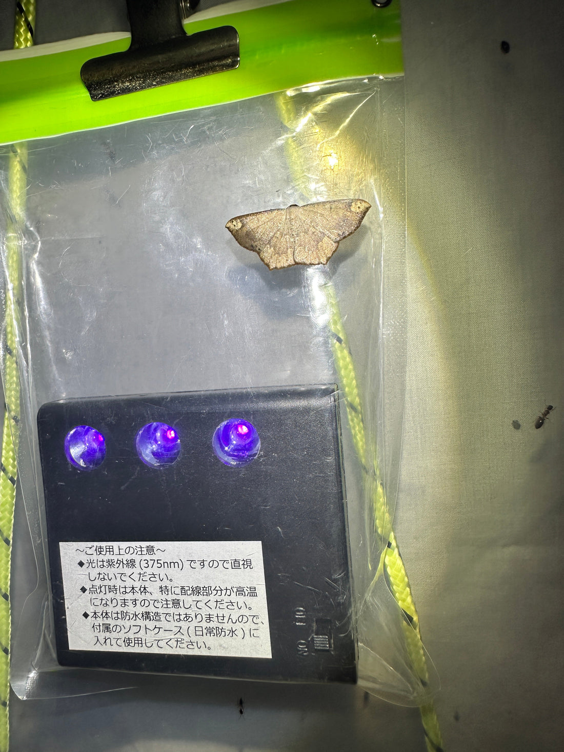 真夏の夜の昆虫調査！野生生物調査協会製LEDライトトラップの効果を試してみた！