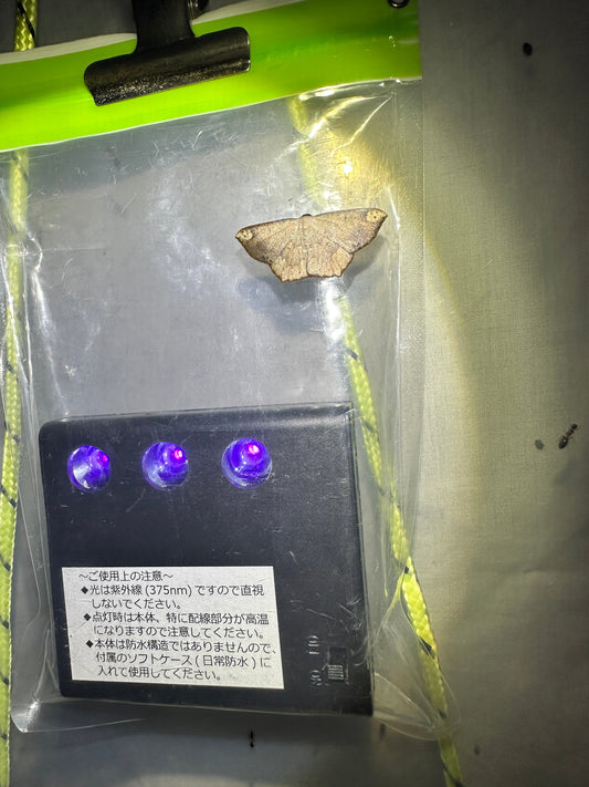 真夏の夜の昆虫調査！野生生物調査協会製LEDライトトラップの効果を試してみた！