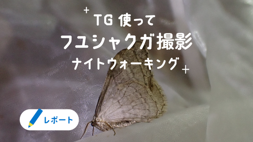 レポート「TG使ってフユシャクガ撮影ナイトウォーキング」