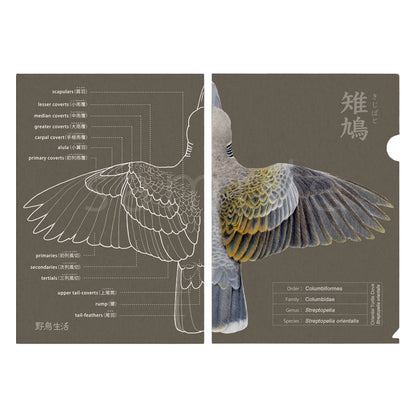 羽衣名称クリアファイル キジバト【野鳥生活】