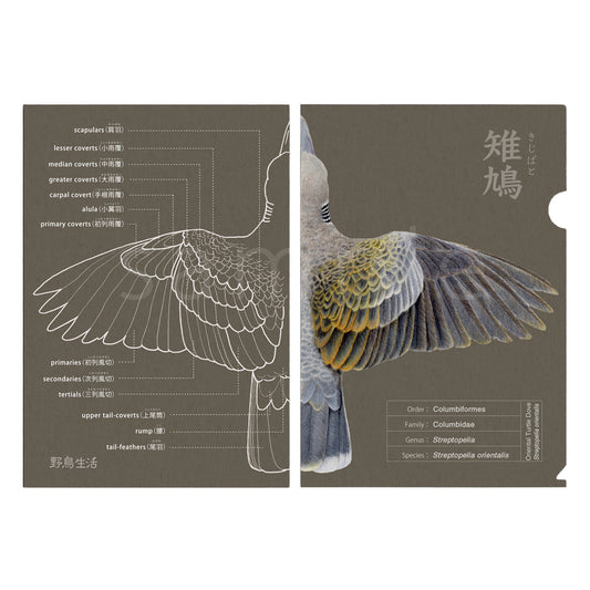 羽衣名称クリアファイル キジバト【野鳥生活】