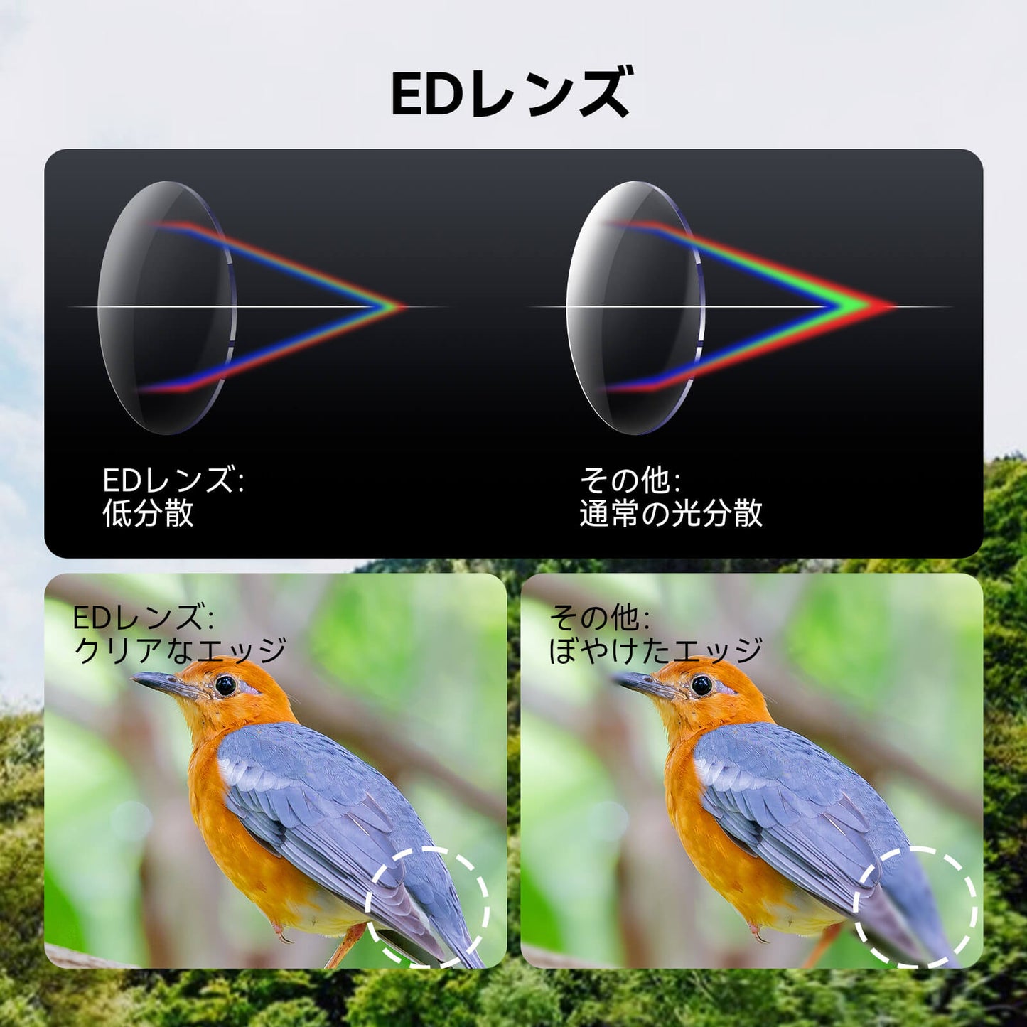 双眼鏡 8x32ED SV202 軽量アップグレードモデル【SVBONY】