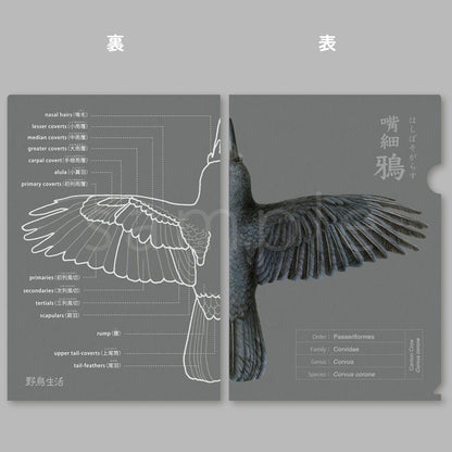 羽衣名称クリアファイル  全4種 スズメ・カワセミ・ハシボソガラス・キジバト【野鳥生活】