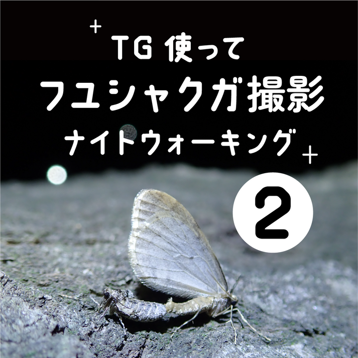 TGを使ってフユシャクガ撮影ナイトウォーキング - 26/01/17（土）の回 – Nature Clips Online Store